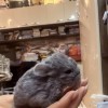 Ежевика 