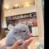 Голубика