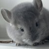 Амурчик