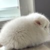 Аполлон