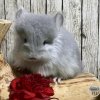 Ариэль МиР