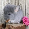Айва МиР