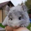 нет