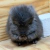 Микки