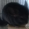 Шик