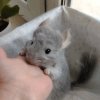 Лазурий СС