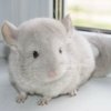 Каспер