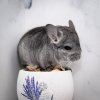 2 мес