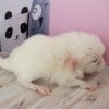 Кристиан ЖАР