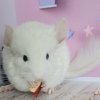 Кристиан ЖАР