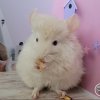 Артемида ЖАР