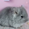 Клеопатра ЖАР 
