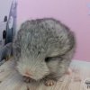 Констанция ЖАР