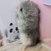 Констанция ЖАР