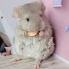 Камила ЖАР