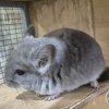 Морфей