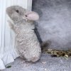 Пакси Рекс Шуш