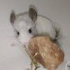 Кализ