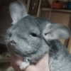 Дарий