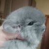 Мейсон