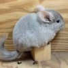 Диана