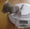 2 дня