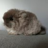Ахименес
