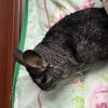 Хвостик 