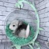 Сайга Шуш