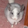Каспер