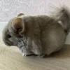 Динара