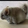 Динара 