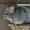 Милана