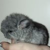 Мио
