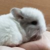 Флерс де Монд _ 1мФЮ