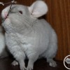 КоКо
