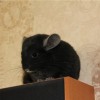 Кельвин