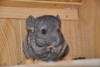 Сайрус