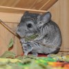 Маркиз