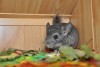 Маркиз