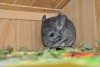 Маркиз