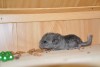 Маркиз