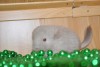 Икар