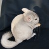 Кекс