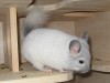 4,5 месяцев