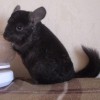 Клаус