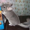 Марципан