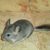 Марита