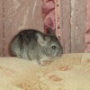 Лапуля