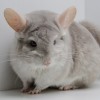 Нафаня